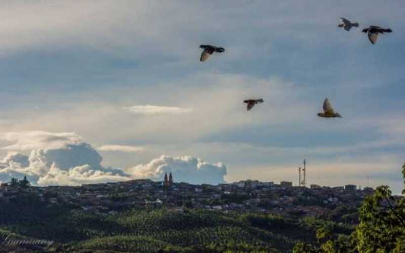 Aves sobrevuelan el municipio.