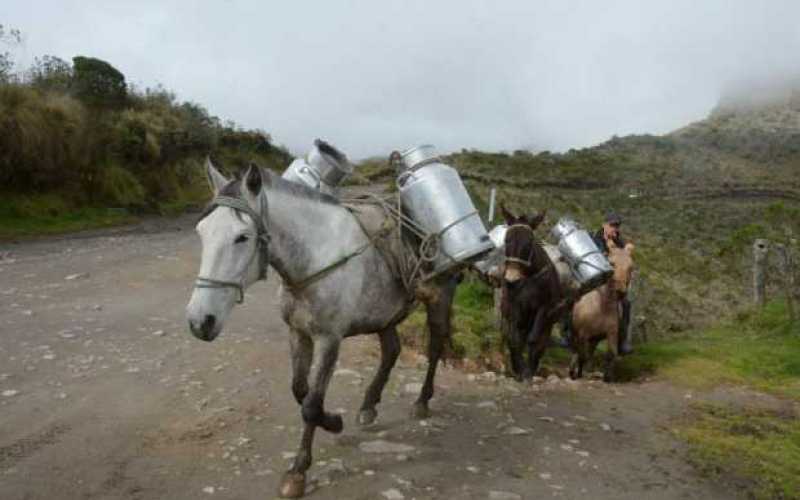 Foto | Freddy Arango | LA PATRIA Camino a Murillo y cuando se ha recorrido una tercera parte de la carretera se llega al sector 