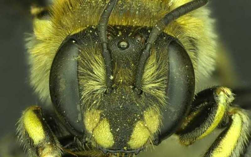 Fotos | Cortesía de Víctor González y Claus Rasmussen | LA PATRIA | Anthidium michenerorum, descubierta en Oklahoma (Estados Unidos). De siete milímetros de largo, no produce miel. 