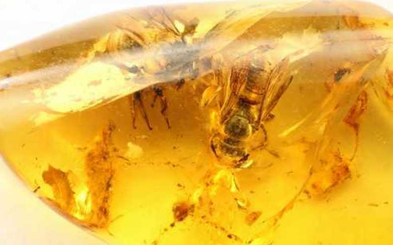 Ctenoplectrella phaeton, abeja fósil en ámbar báltico del cretáceo. El nombre alude a una figura de la mitología griega.