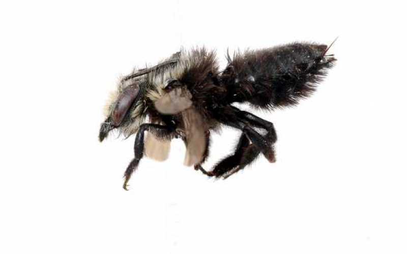Megachile amparo, en alusión a la mamá del investigador. Está en los Andes. 