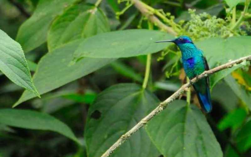 Foto | Cortesía Álvaro Vásquez Ramírez | LA PATRIA Reserva Río Blanco