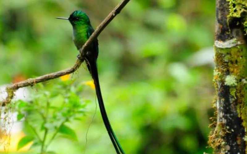 Foto | Cortesía Álvaro Vásquez Ramírez | LA PATRIA Reserva Río Blanco