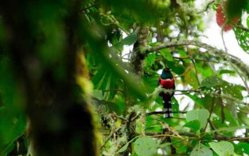 Foto | Cortesía Álvaro Vásquez Ramírez | LA PATRIA Reserva Río Blanco