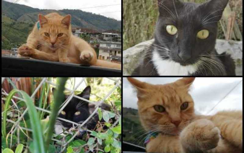 Huellas verdes de Pácora, envía fotos de algunos de los gatitos que han rescatado de la calle