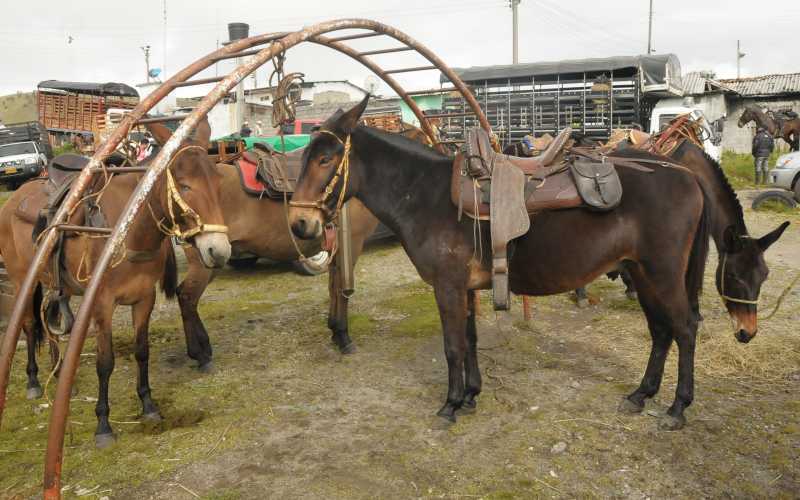 Cabalgata por la paz Mientras empezaba la jornada, algunos caballistas dejaron sus animales parqueados.