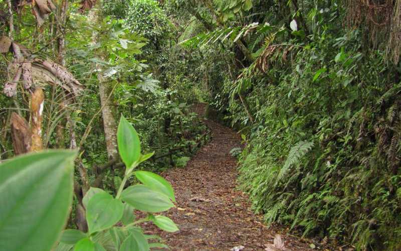 El recorrido permitido, según el Instituto de Cultura y Turismo de Manizales, no avanza más de los 200 metros. 