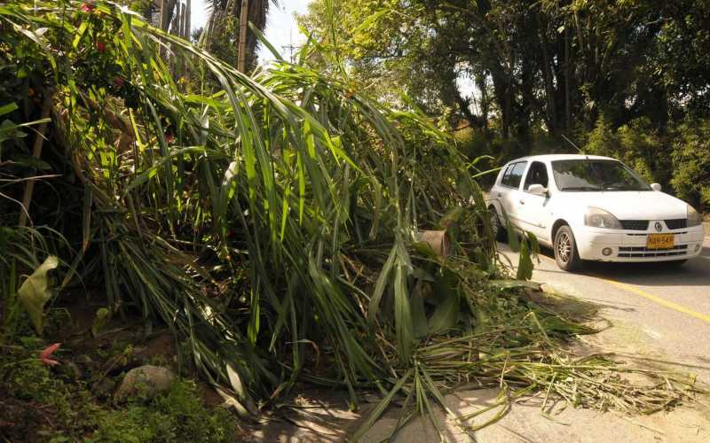 Parte de cobertura vegetal que se desprendió y tapó parte del carril en la vía hacia La Linda. 
