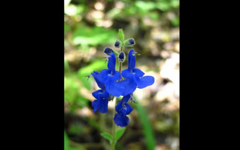 Biodiversidad que no todos pueden observar por la falta de un sendero habilitado. 