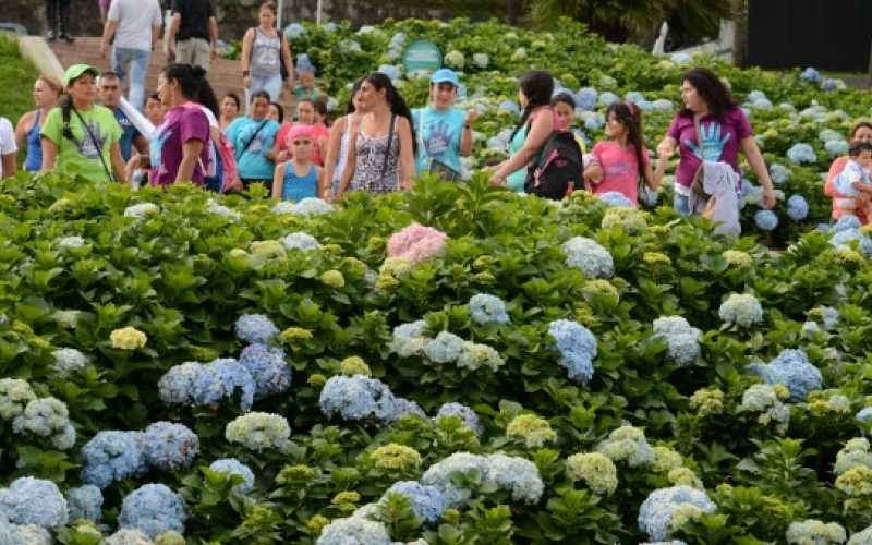 Margaritas amarillas y hortensias azules en el Parque del Agua