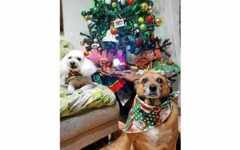 Kitty y Lolita pasaron la Navidad en el barrio El Palmar. Posan junto al árbol y esperan hoy a los Reyes Magos.