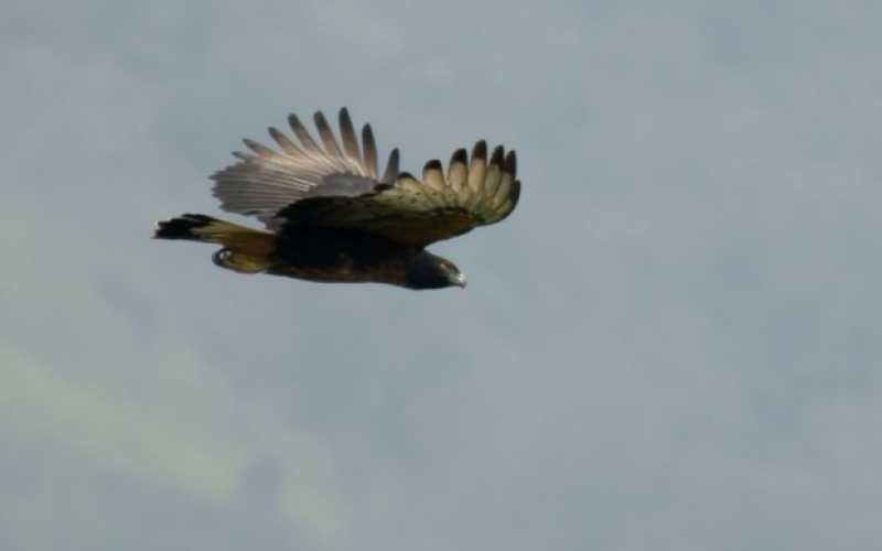 Águila Crestada (Spizaetus Isidori)