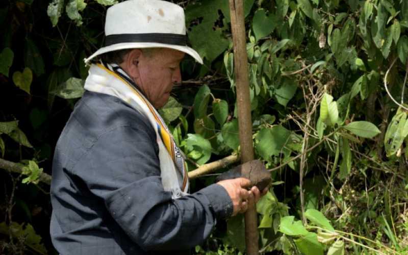 Plantan vida en vereda Cañaveral de Salamina (Caldas)