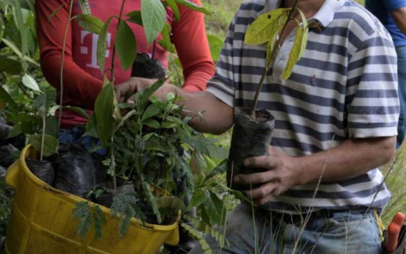 Plantan vida en vereda Cañaveral de Salamina (Caldas)