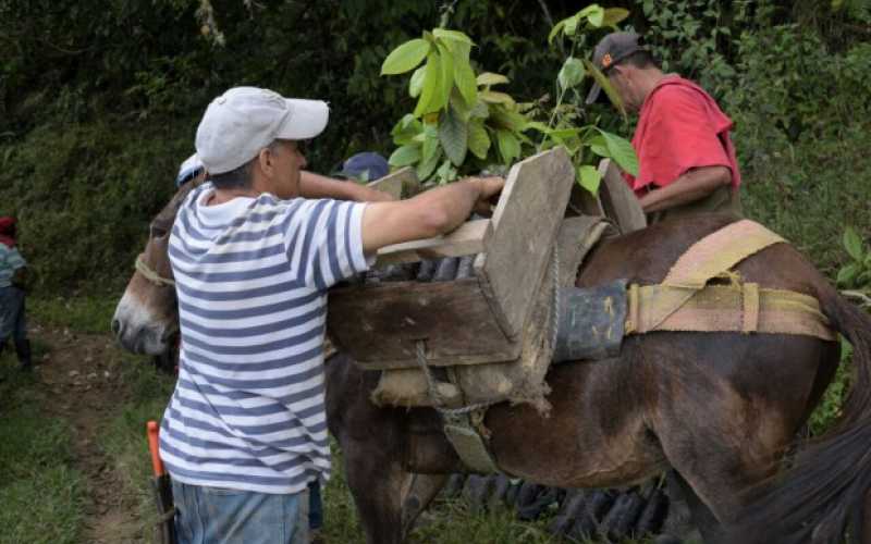 Plantan vida en vereda Cañaveral de Salamina (Caldas)