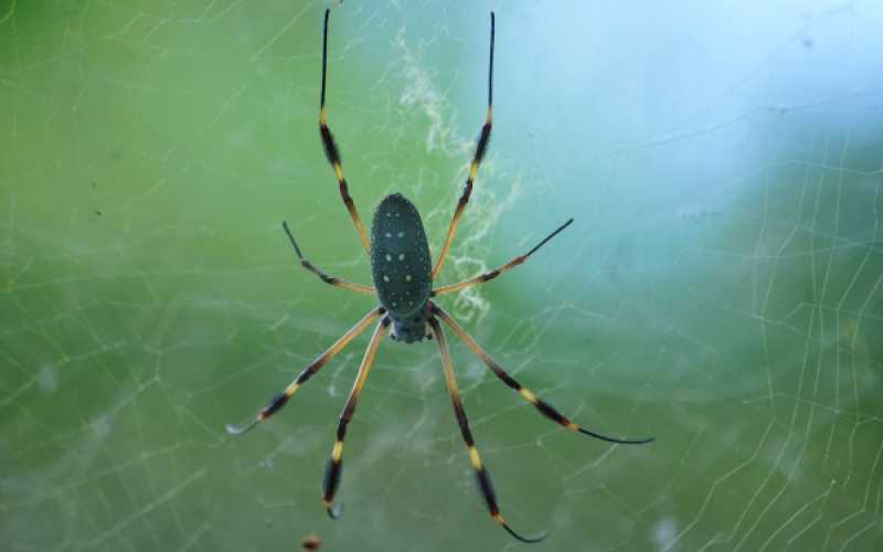 Foto | Martha Monroy | LA PATRIA 