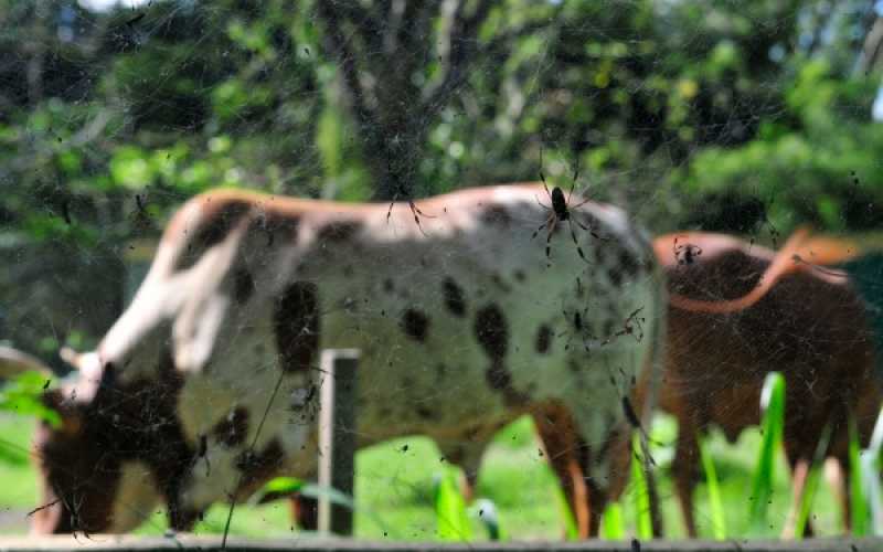 Foto | Martha Monroy | LA PATRIA 