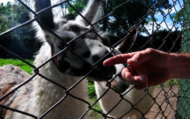 Foto | Martha Monroy | LA PATRIA 