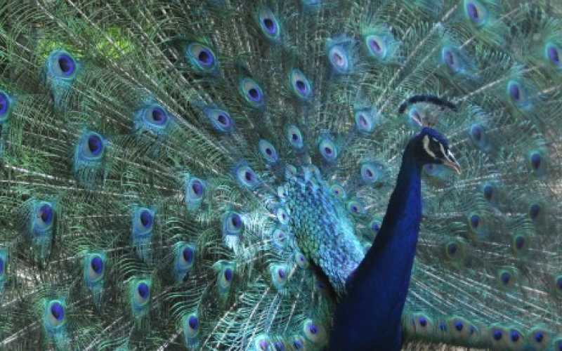 Foto | Martha Monroy | LA PATRIA 