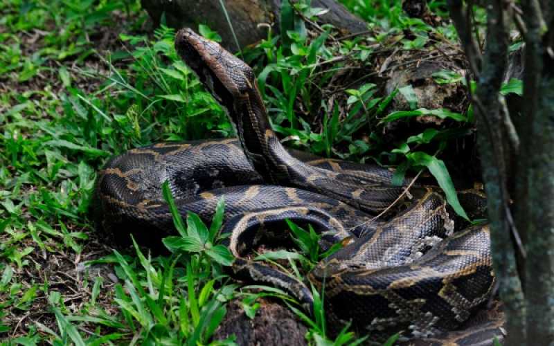 Foto | Martha Monroy | LA PATRIA 