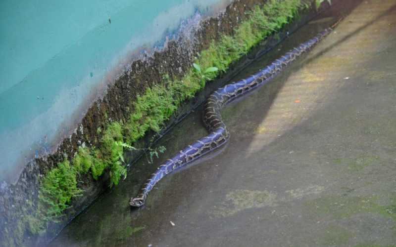 Foto | Martha Monroy | LA PATRIA 