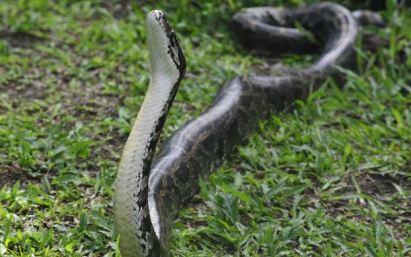 Foto | Martha Monroy | LA PATRIA 