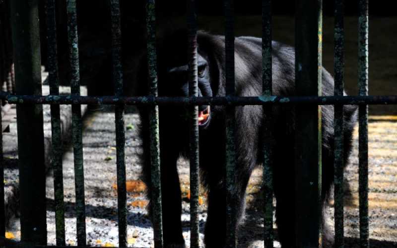 Foto | Martha Monroy | LA PATRIA 