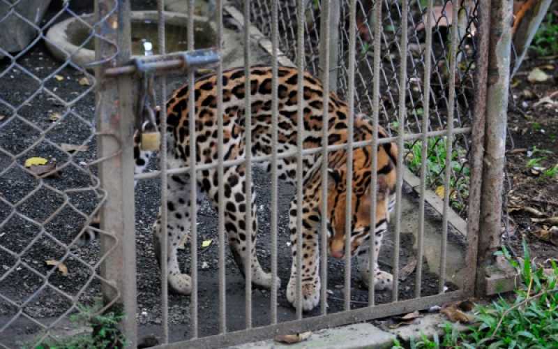 Foto | Martha Monroy | LA PATRIA 