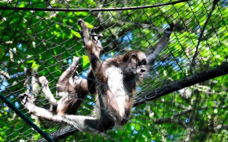 Foto | Martha Monroy | LA PATRIA 