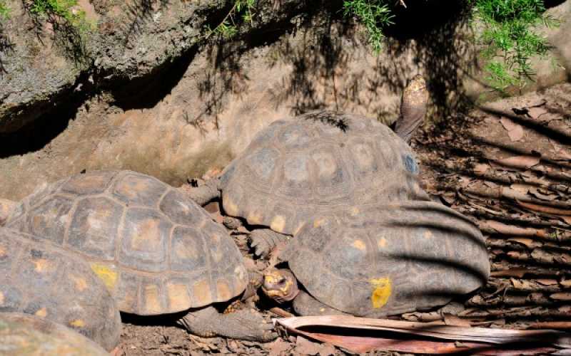 Foto | Martha Monroy | LA PATRIA 