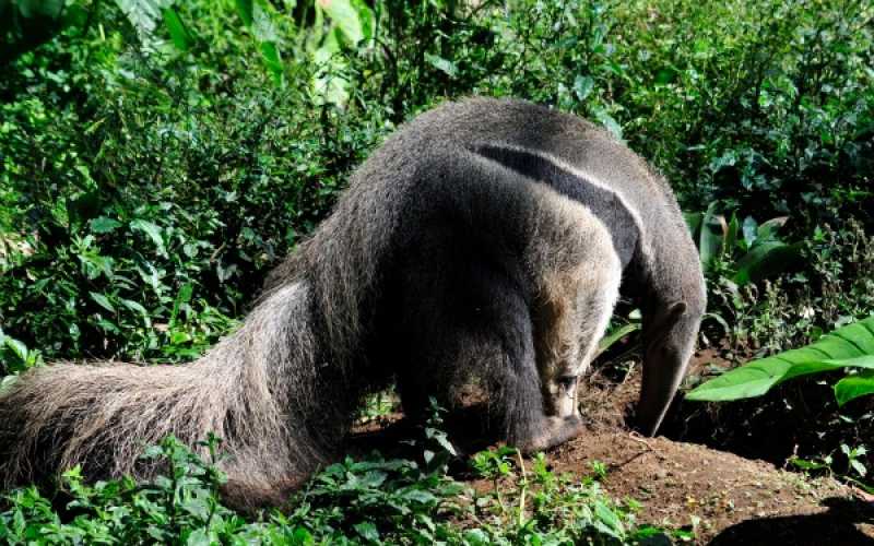 Foto | Martha Monroy | LA PATRIA 