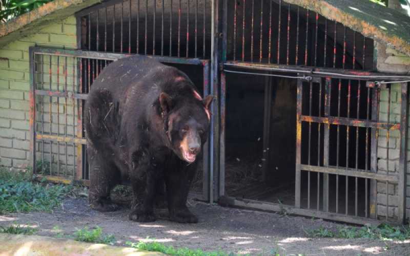 Foto | Martha Monroy | LA PATRIA 