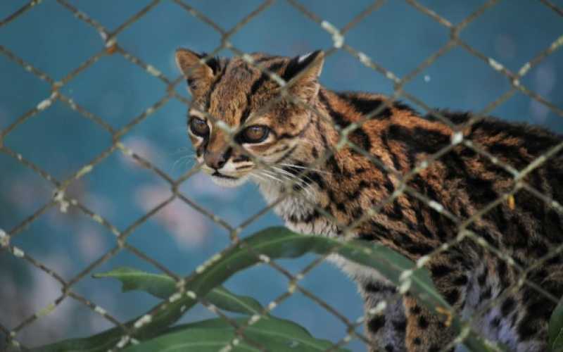 Foto | Martha Monroy | LA PATRIA 