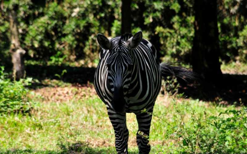 Foto | Martha Monroy | LA PATRIA 