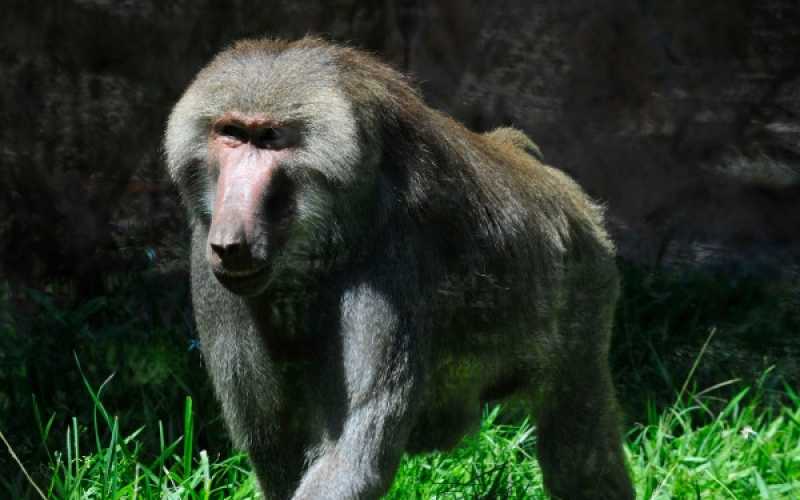 Foto | Martha Monroy | LA PATRIA 