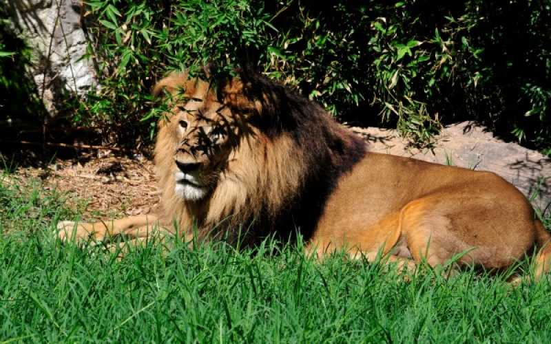 Foto | Martha Monroy | LA PATRIA 