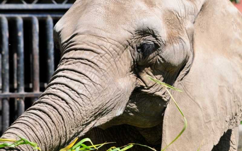 Foto | Martha Monroy | LA PATRIA 