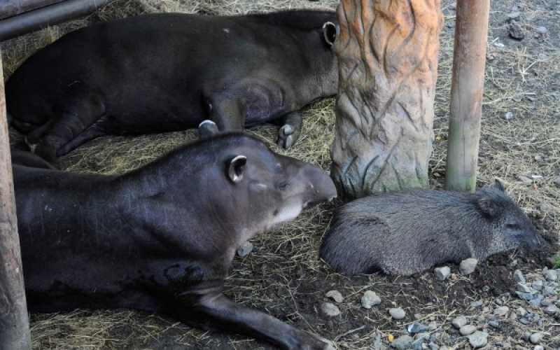 Foto | Martha Monroy | LA PATRIA 