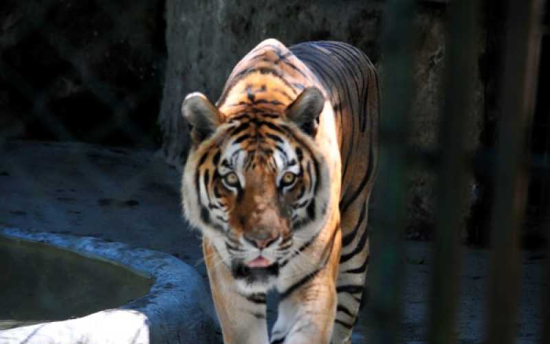 Foto | Martha Monroy | LA PATRIA 