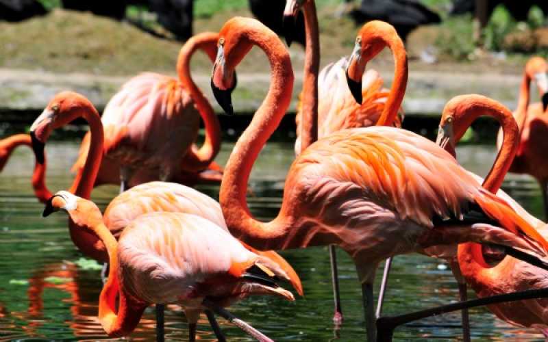 Foto | Martha Monroy | LA PATRIA 